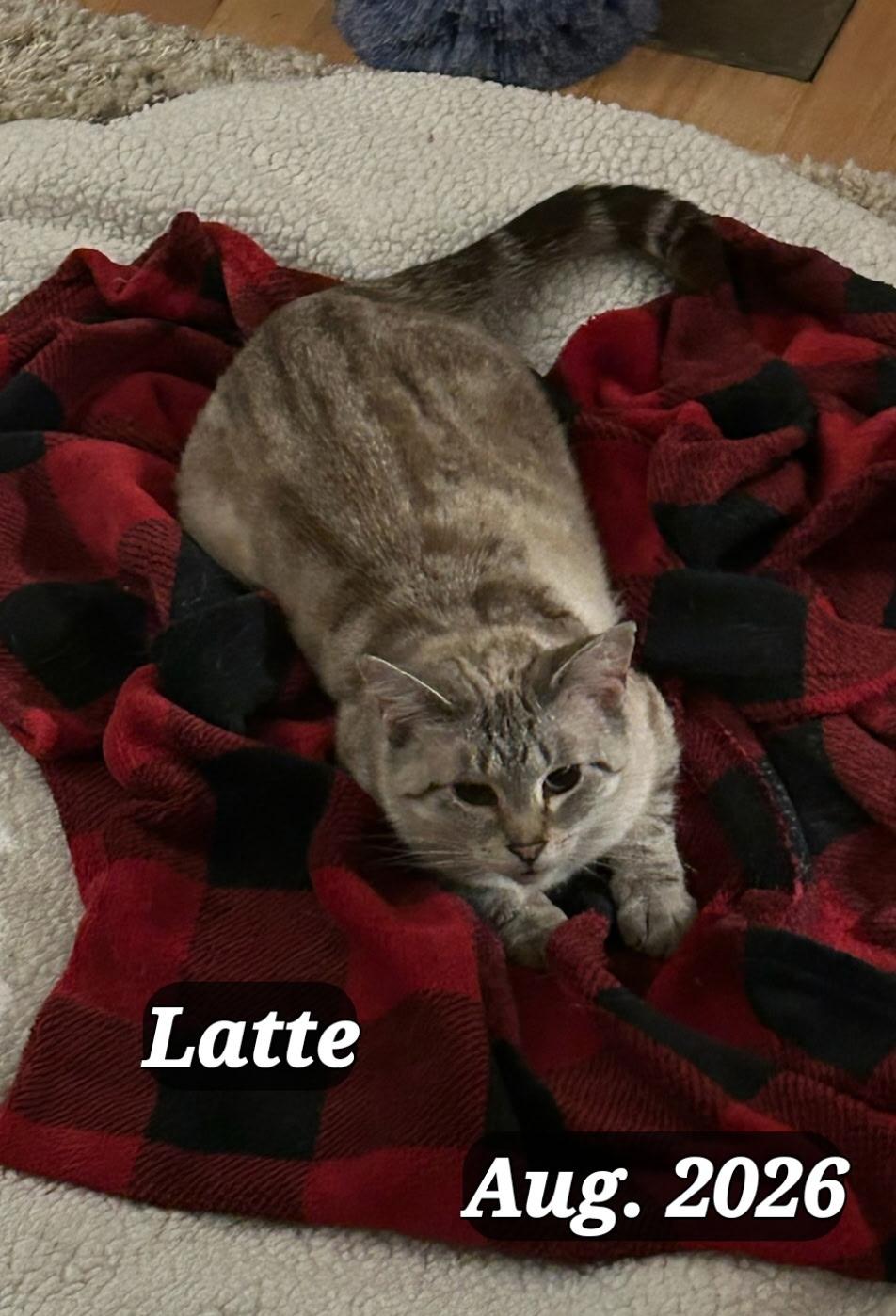Enlarge Latte, a Adoptable Snowshoe in Staunton, VA image 4/4