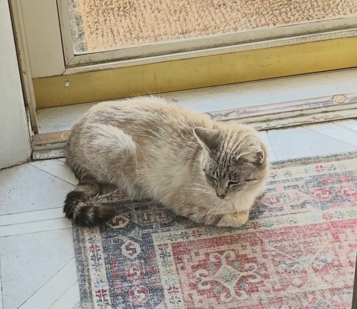 Latte, ADOPTABLE, Adult Female Snowshoe.