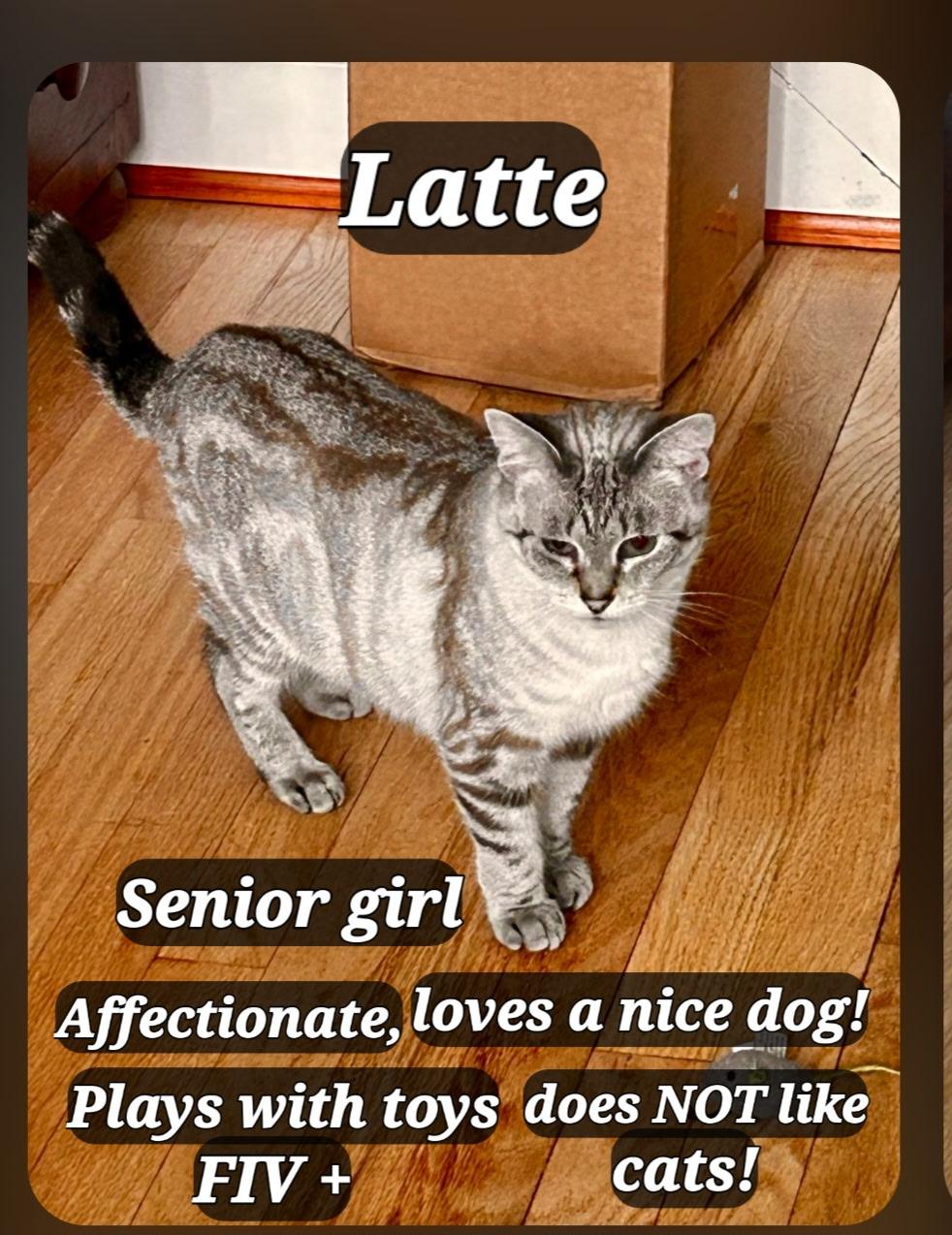 Enlarge Latte, a Adoptable Snowshoe in Staunton, VA image 2/4