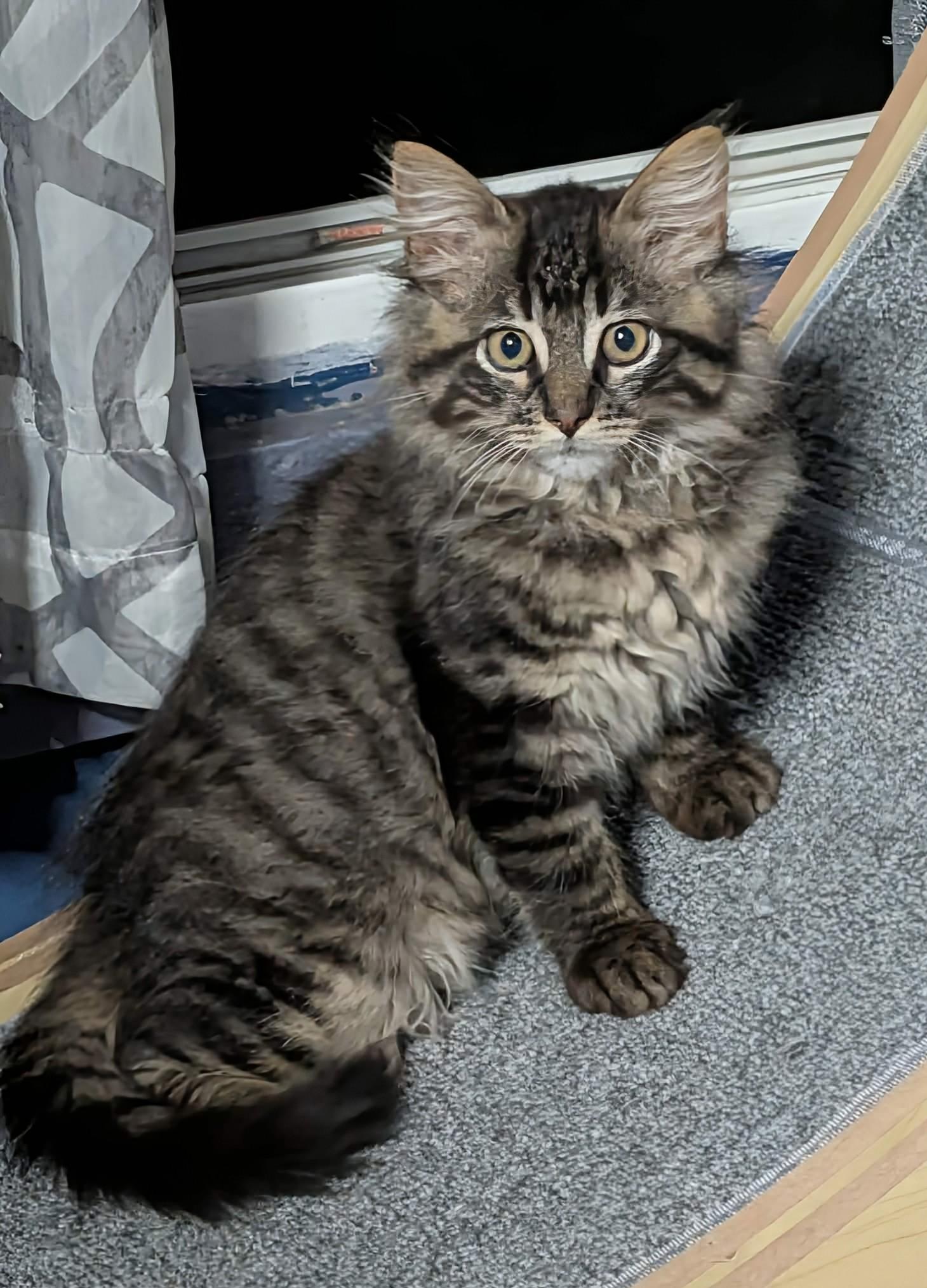 Enlarge Buffy, an adopted Domestic Long Hair in Rochester , NY image 6/6