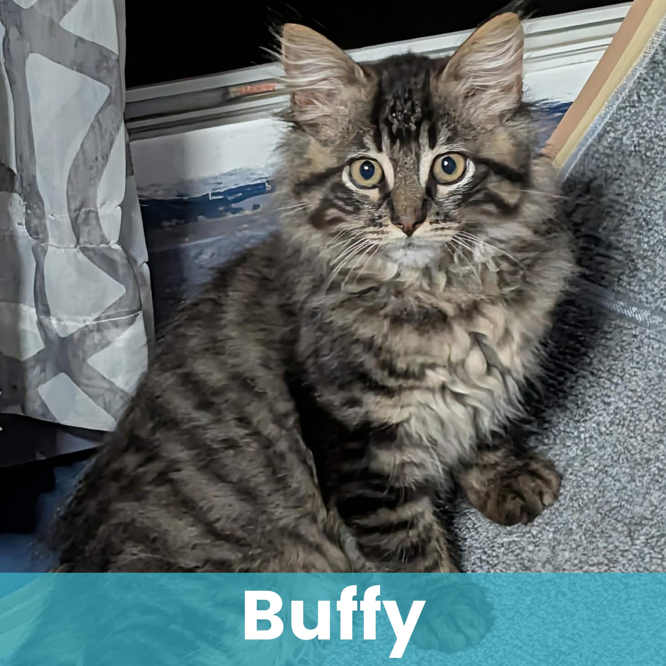 Buffy, adopted, Kitten Female Domestic Long Hair.