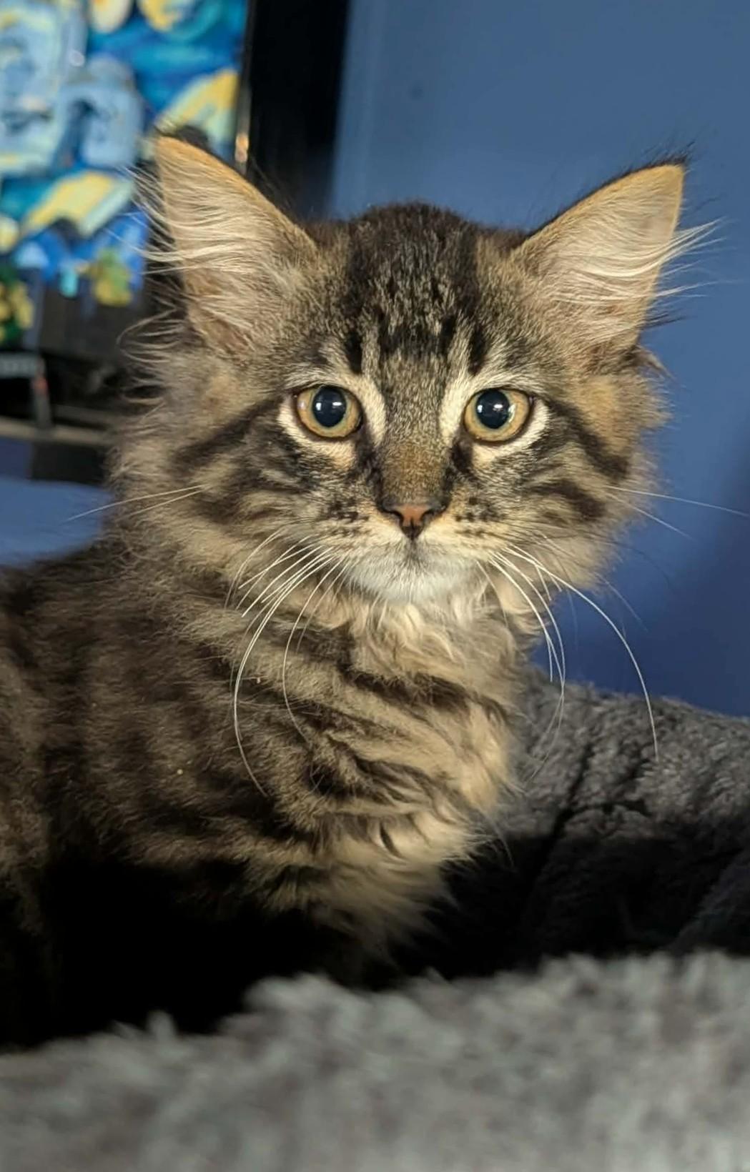 Enlarge Buffy, an adopted Domestic Long Hair in Rochester , NY image 3/6