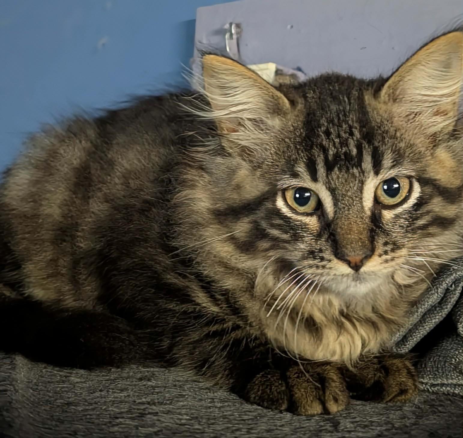 Enlarge Buffy, an adopted Domestic Long Hair in Rochester , NY image 5/6
