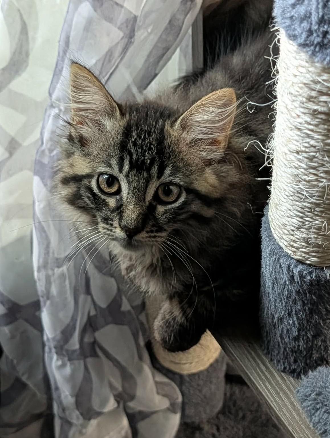 Enlarge Buffy, an adopted Domestic Long Hair in Rochester , NY image 2/6