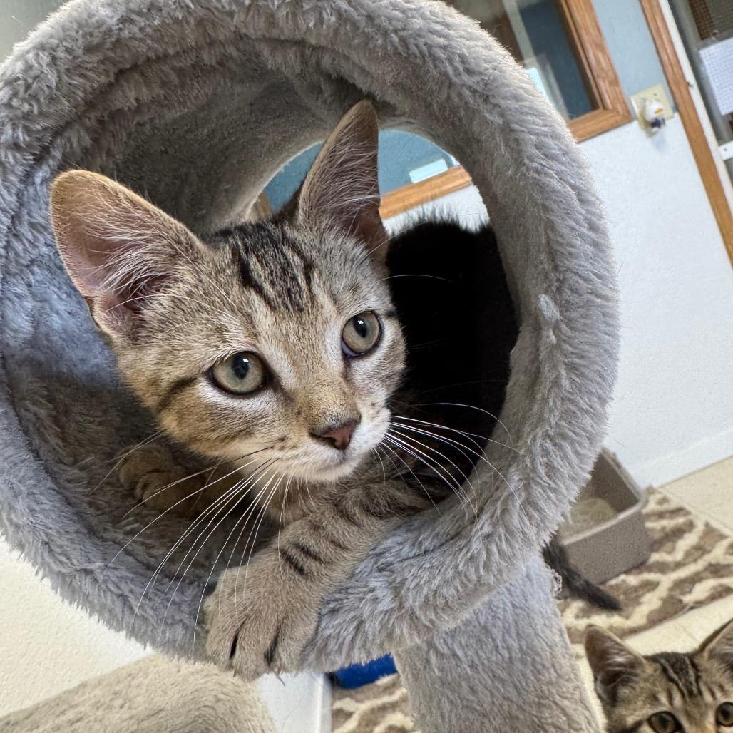 Turtle, a Adoptable Domestic Short Hair in Milford, IA image 1/6