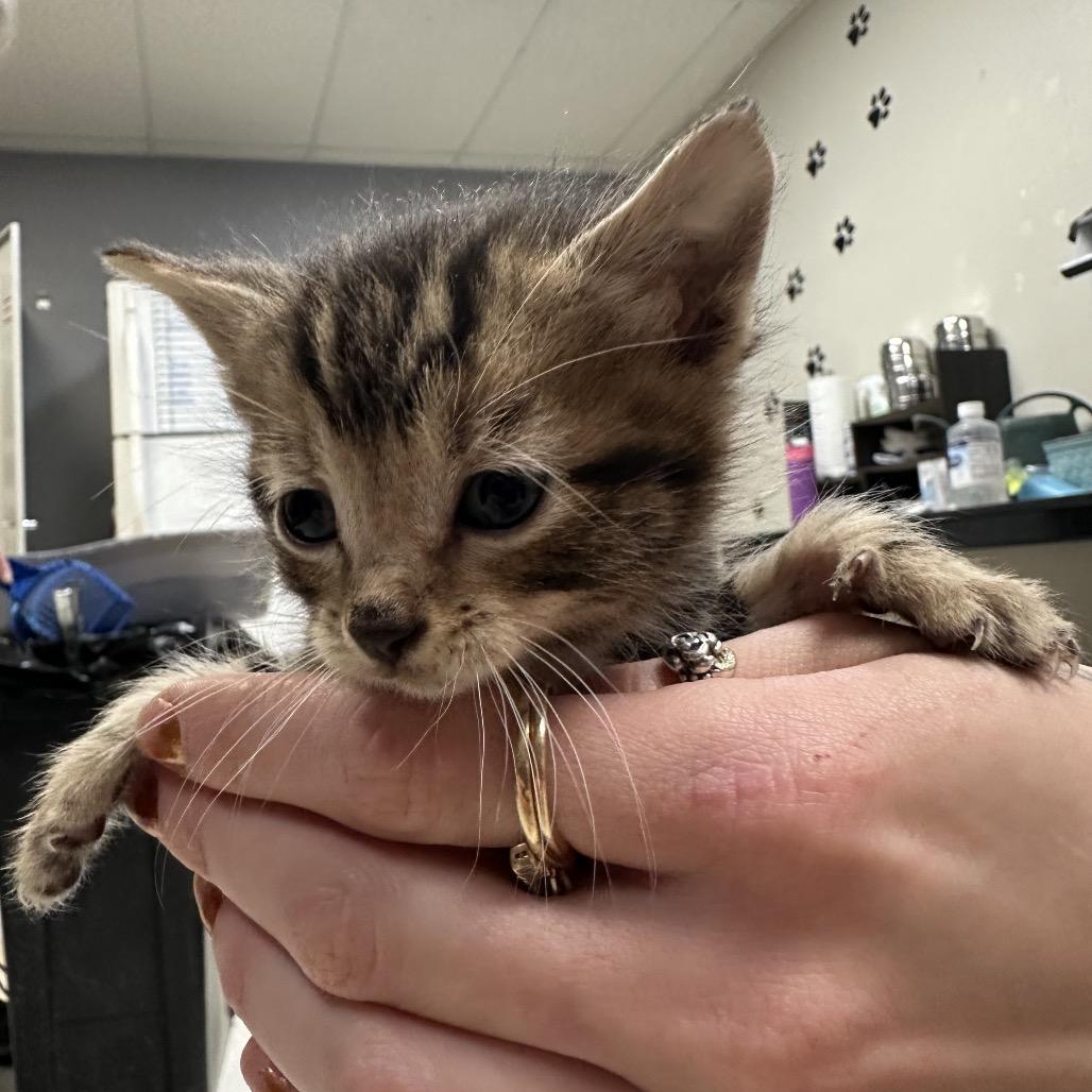 Turtle, a Adoptable Domestic Short Hair in Milford, IA image 2/6