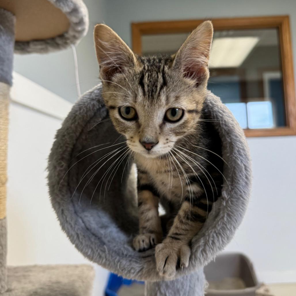 Turtle, a Adoptable Domestic Short Hair in Milford, IA image 3/6