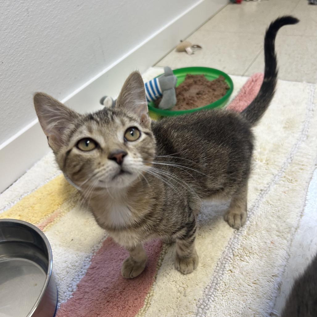 Turtle, a Adoptable Domestic Short Hair in Milford, IA image 4/6