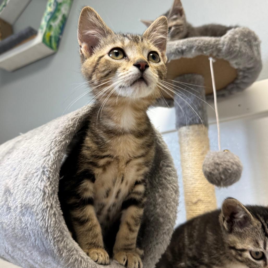 Turtle, a Adoptable Domestic Short Hair in Milford, IA image 5/6
