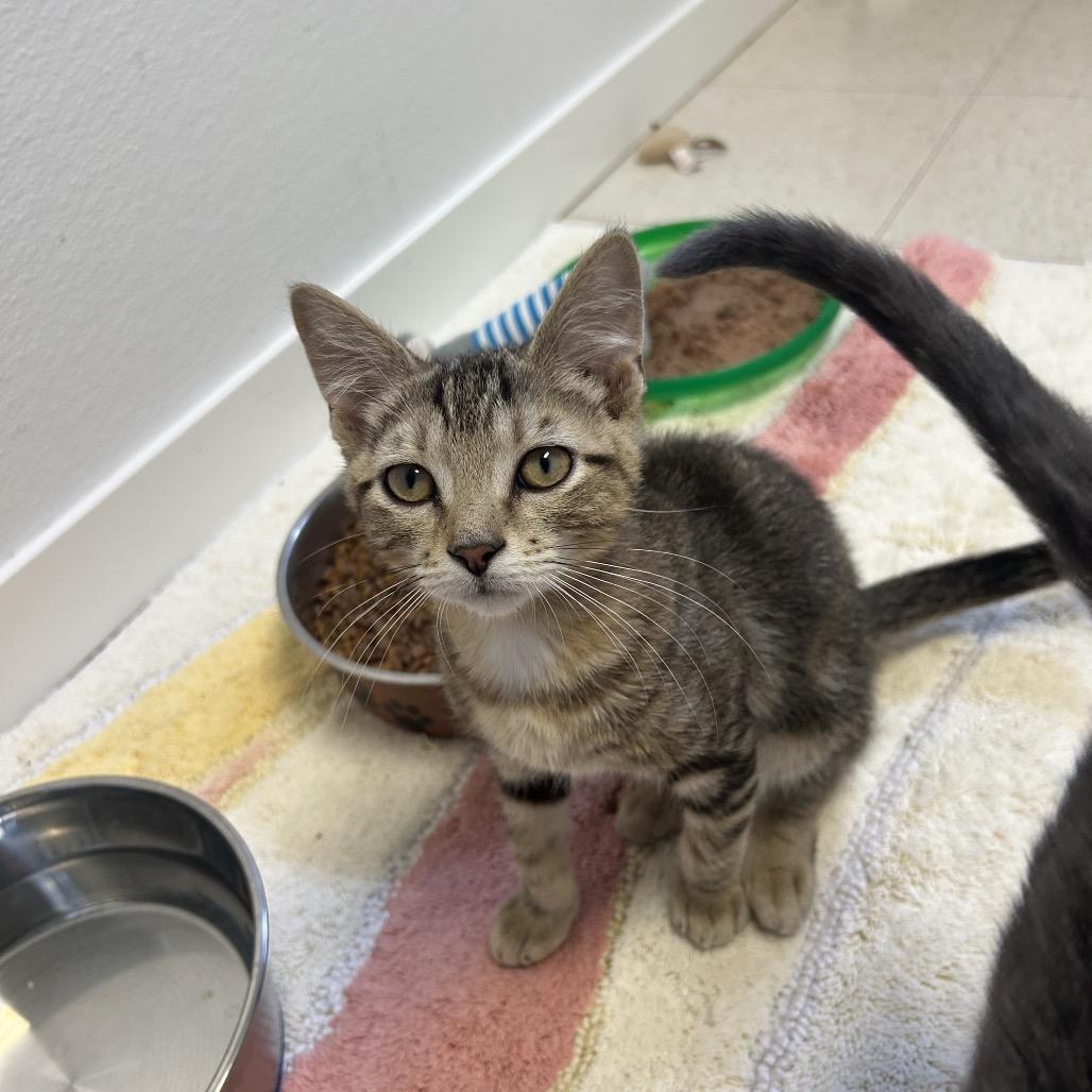 Turtle, a Adoptable Domestic Short Hair in Milford, IA image 6/6