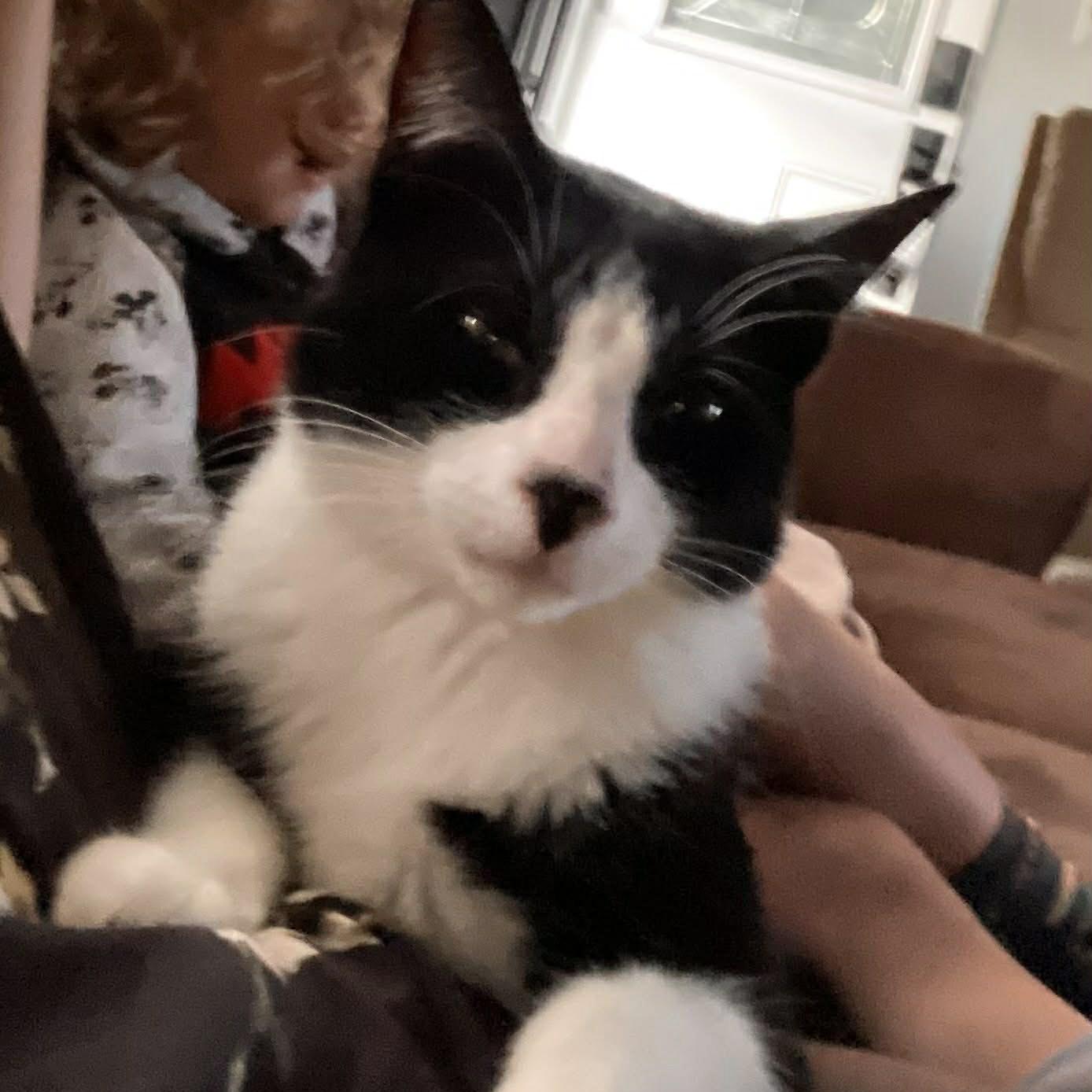 Sonata - A Chatty & Charming Character!, a ADOPTABLE Tuxedo in Hamilton, ON image 1/3