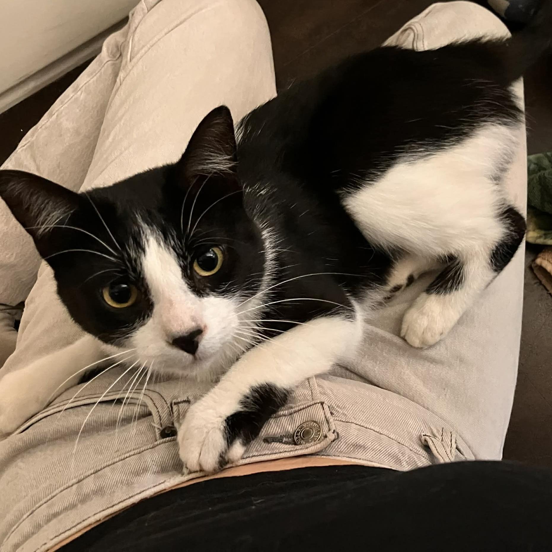 Sonata - A Chatty & Charming Character!, a ADOPTABLE Tuxedo in Hamilton, ON image 2/3