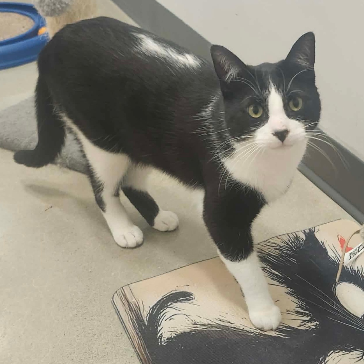 Enlarge Sonata - A Chatty Charming Character!, an adopted Tuxedo in Hamilton, ON image 1/4