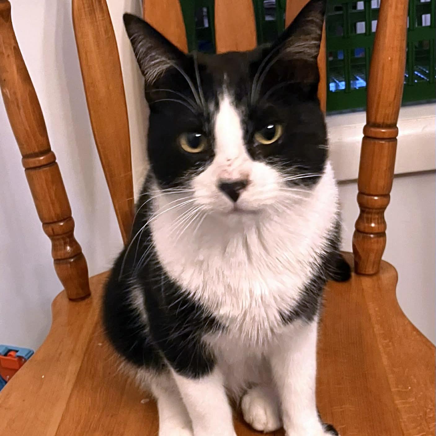Sonata - A Chatty & Charming Character!, a ADOPTABLE Tuxedo in Hamilton, ON image 3/3