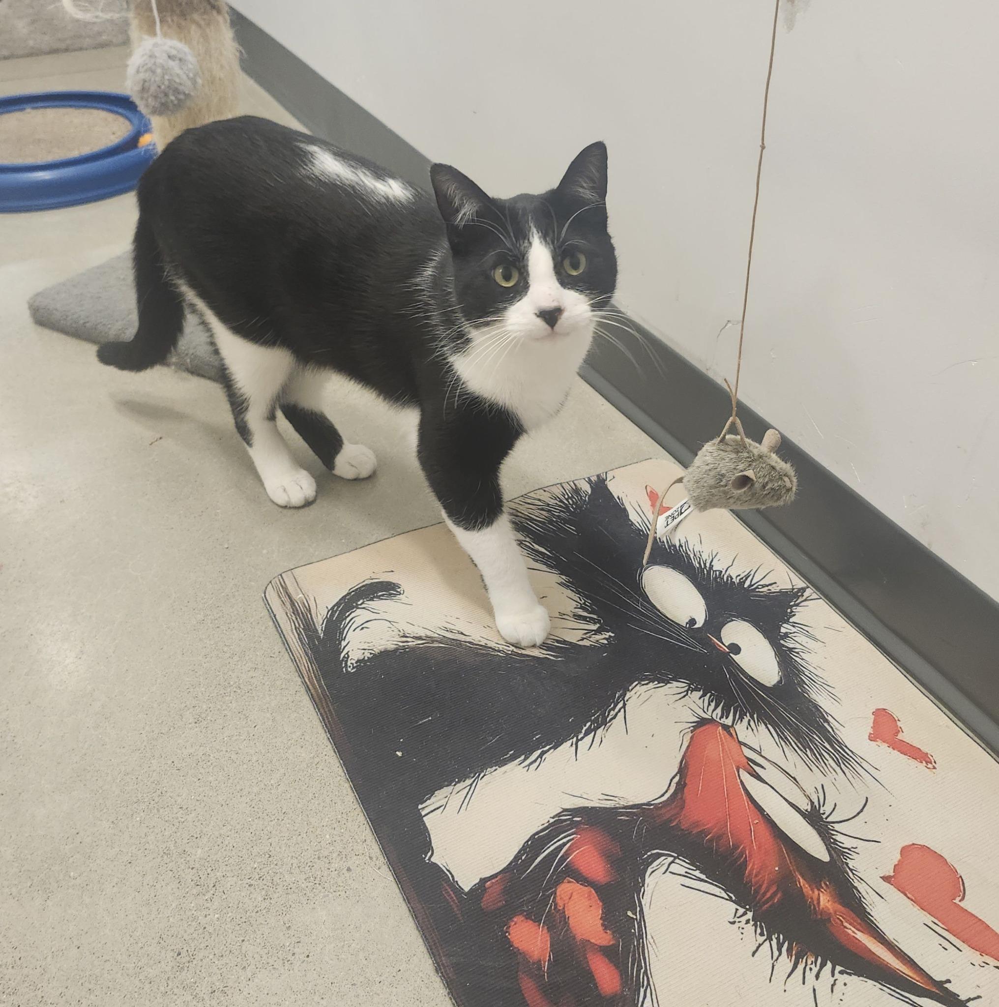 Enlarge Sonata - A Chatty Charming Character!, an adopted Tuxedo in Hamilton, ON image 4/4