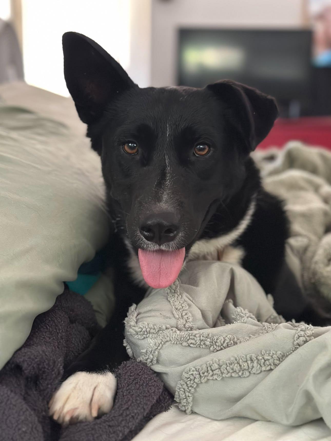 Enlarge Opal, a ADOPTABLE mixed breed in Raeford, NC image 2/2