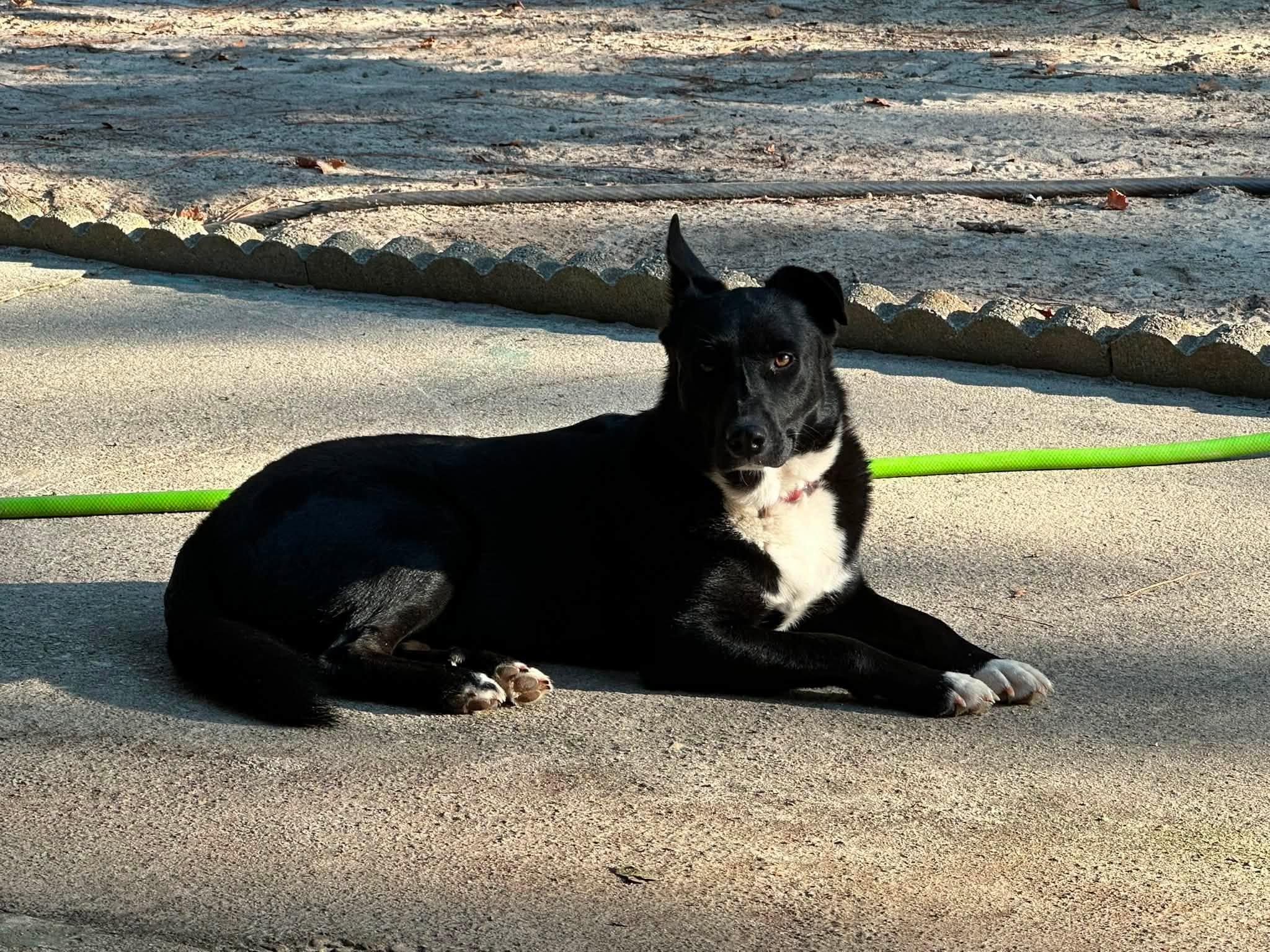 Opal, ADOPTABLE, Adult Female German Shepherd Dog & Pit Bull Terrier.
