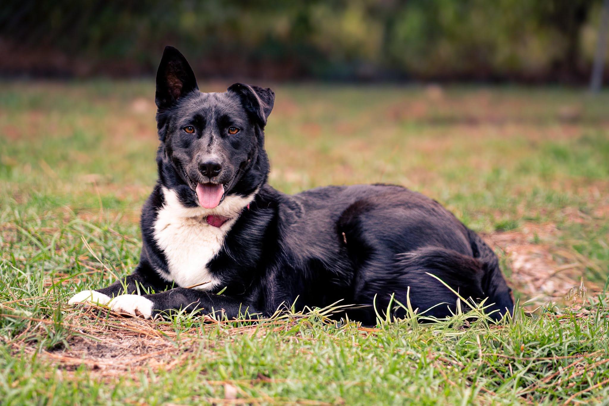 Enlarge Opal, a Adoptable mixed breed in Raeford, NC image 3/4