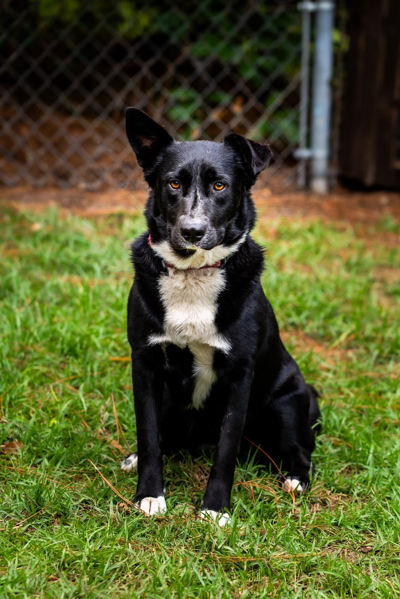 Opal, Adoptable, Adult Female German Shepherd Dog & Pit Bull Terrier.