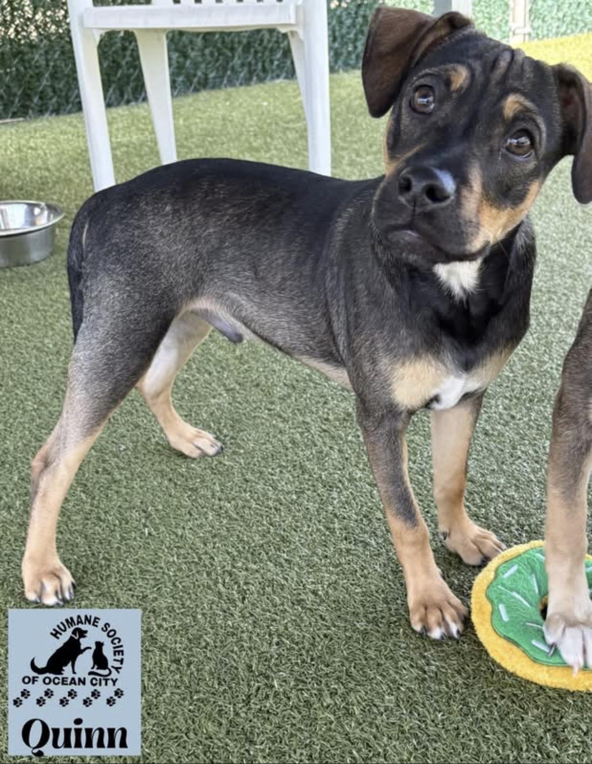 Quinn, adopted, Young Male Labrador Retriever.