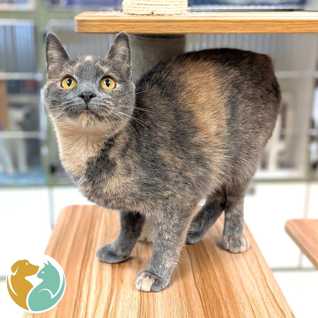 Enlarge Blue, a Adoptable Domestic Short Hair in Toledo, OH image 1/1