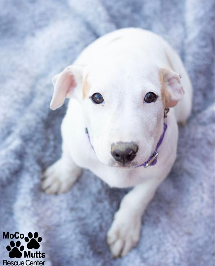 Enlarge Designer Litter (Males), a ADOPTABLE mixed breed in Sunbright, TN image 1/6