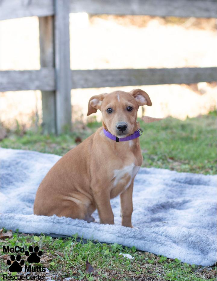 Enlarge Designer Litter (Males), a ADOPTABLE mixed breed in Sunbright, TN image 3/6