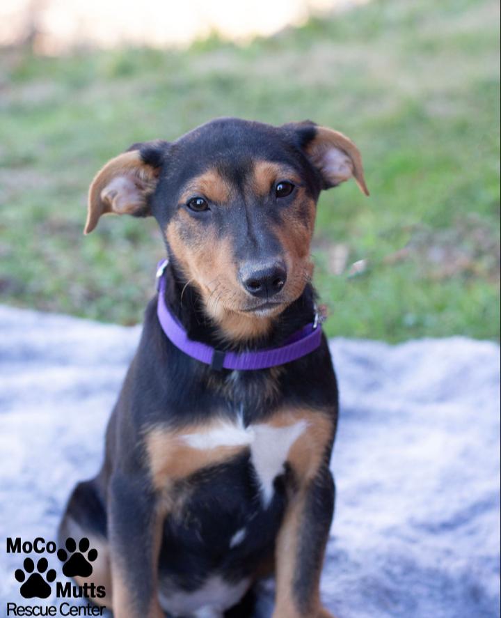 Enlarge Designer Litter (Males), a ADOPTABLE mixed breed in Sunbright, TN image 4/6