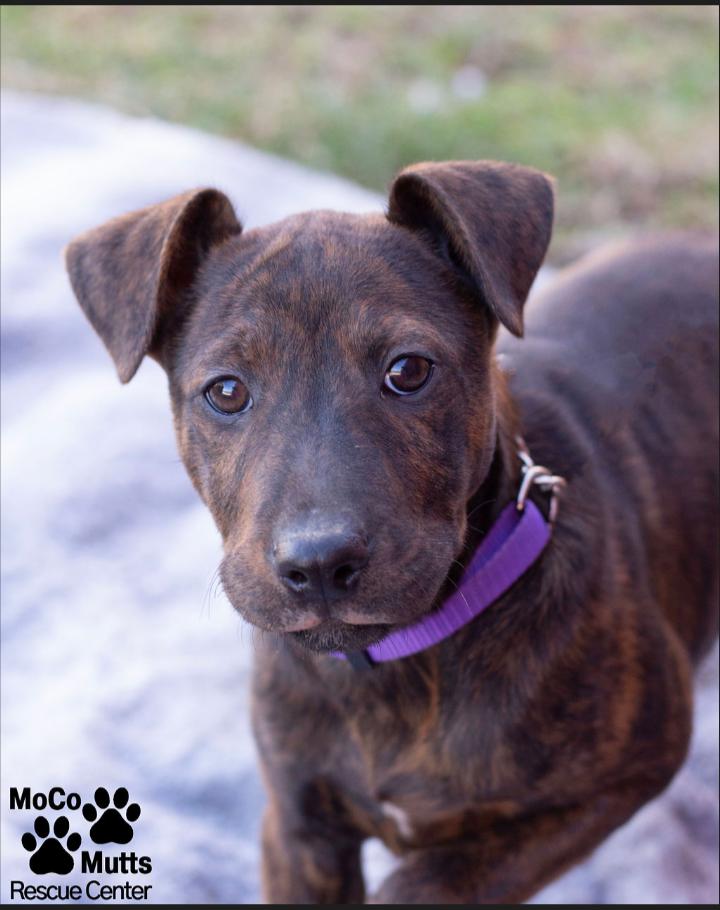 Enlarge Designer Litter (Males), a ADOPTABLE mixed breed in Sunbright, TN image 6/6