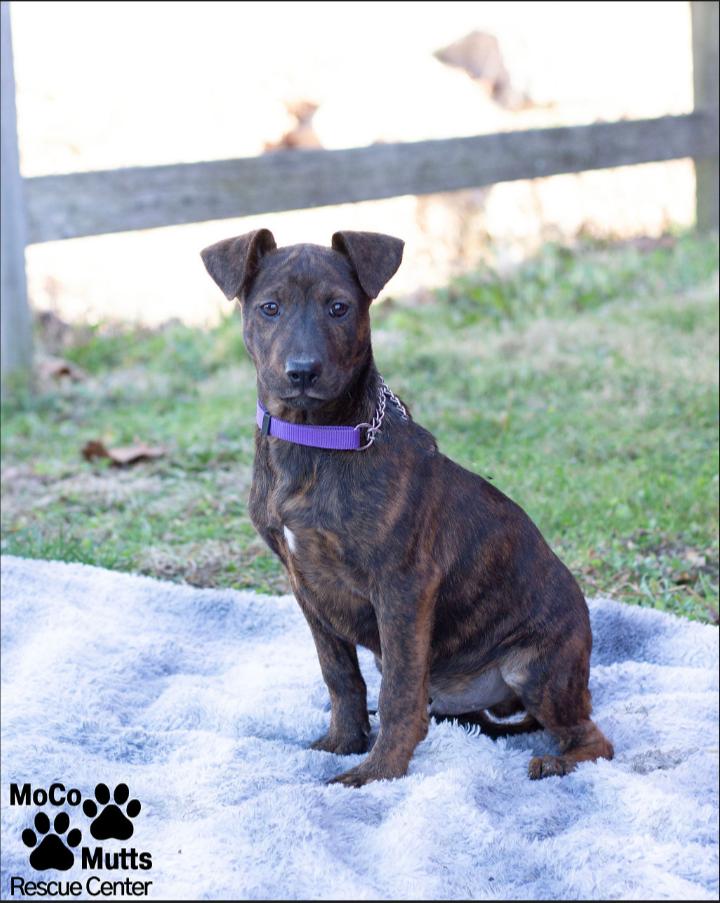 Enlarge Designer Litter (Males), a ADOPTABLE mixed breed in Sunbright, TN image 5/6