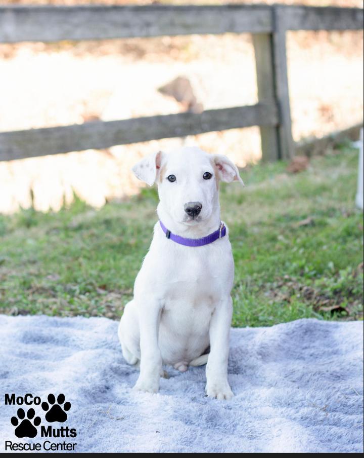 Enlarge Designer Litter (Males), a ADOPTABLE mixed breed in Sunbright, TN image 2/6