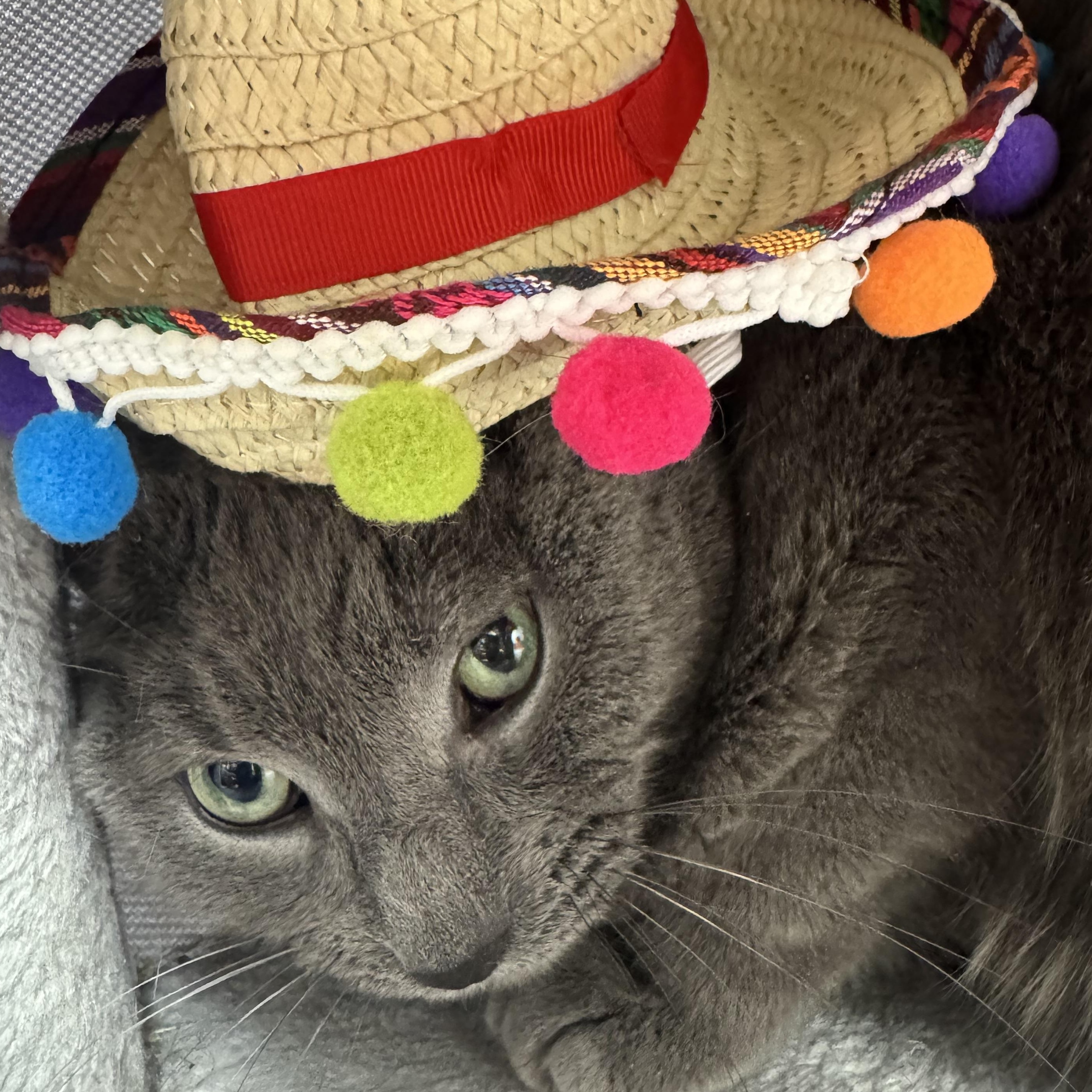 Enlarge Casper, an adopted Domestic Short Hair in Cranston, RI image 2/3