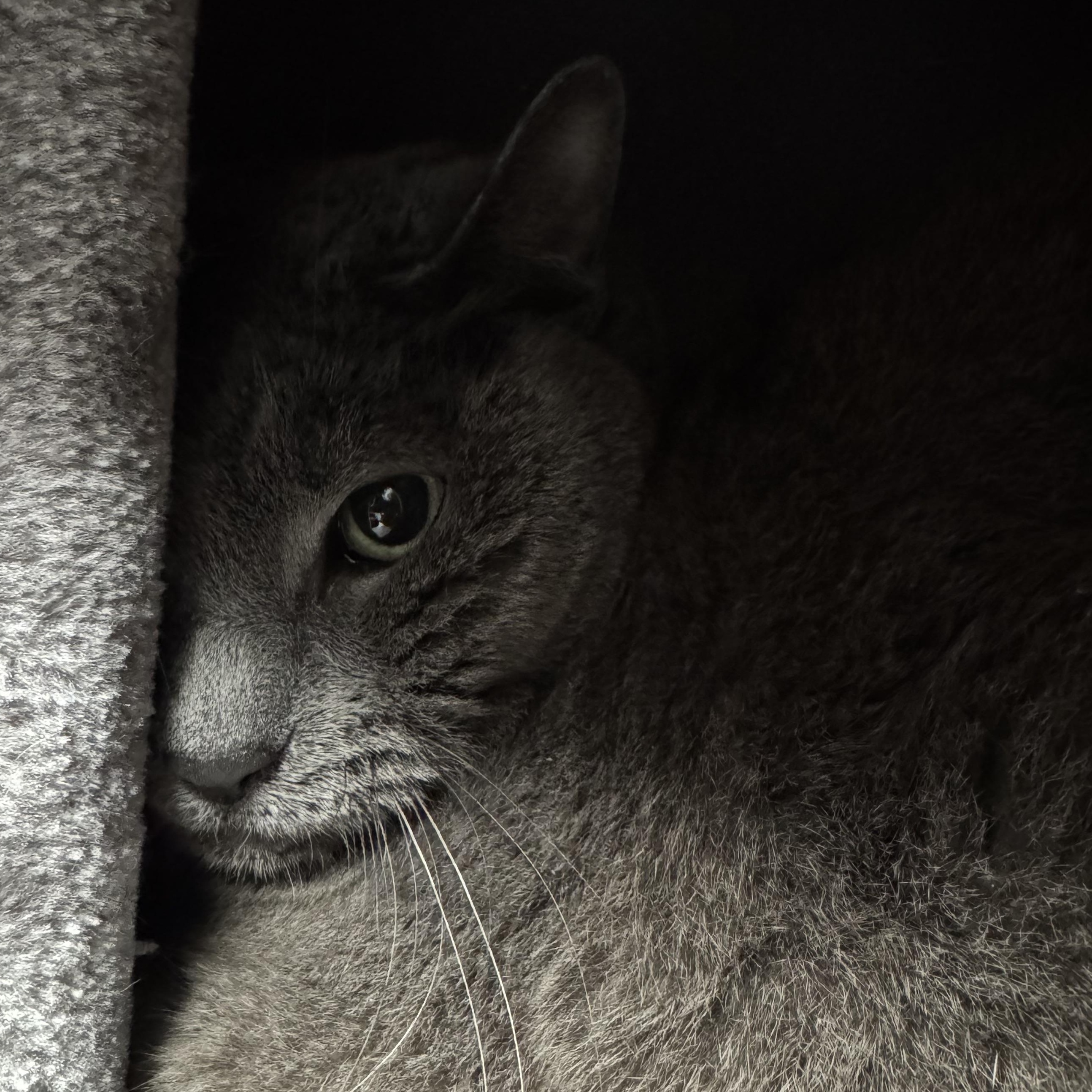 Enlarge Casper, an adopted Domestic Short Hair in Cranston, RI image 3/3