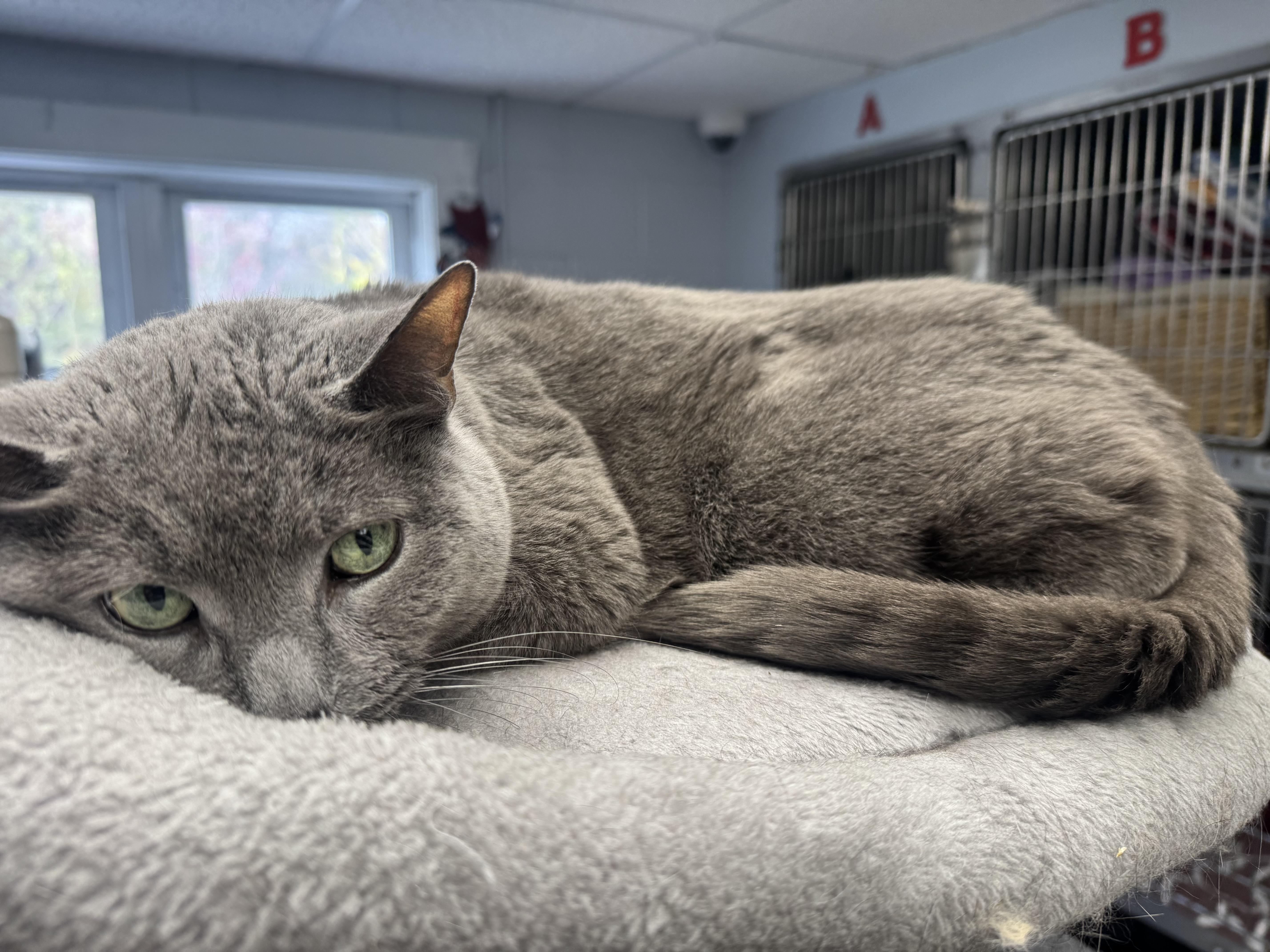 Enlarge Casper, an adopted Domestic Short Hair in Cranston, RI image 1/3