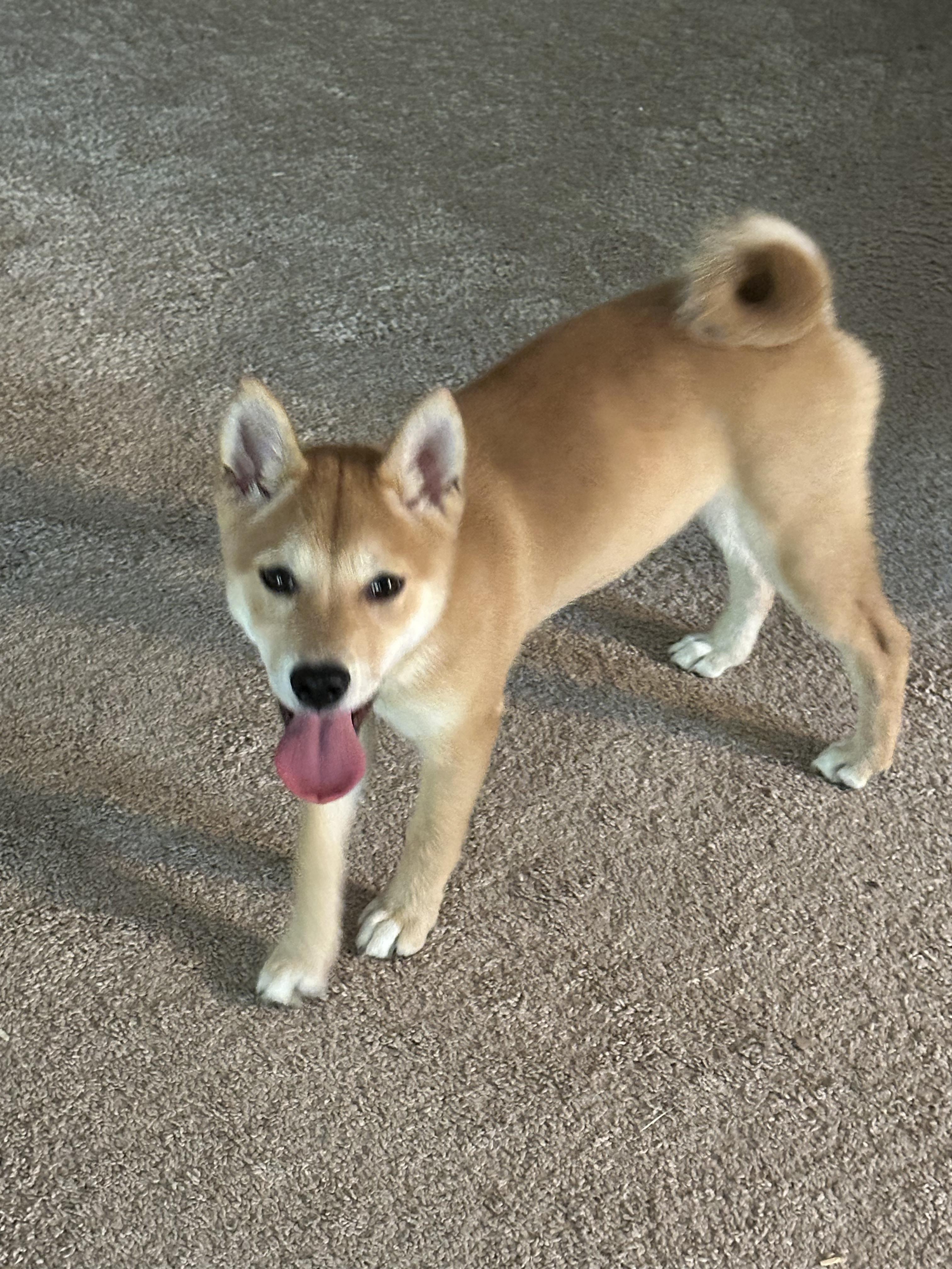 Enlarge Foxy Lady, a Adopted Shiba Inu in Wellsville, OH image 1/3