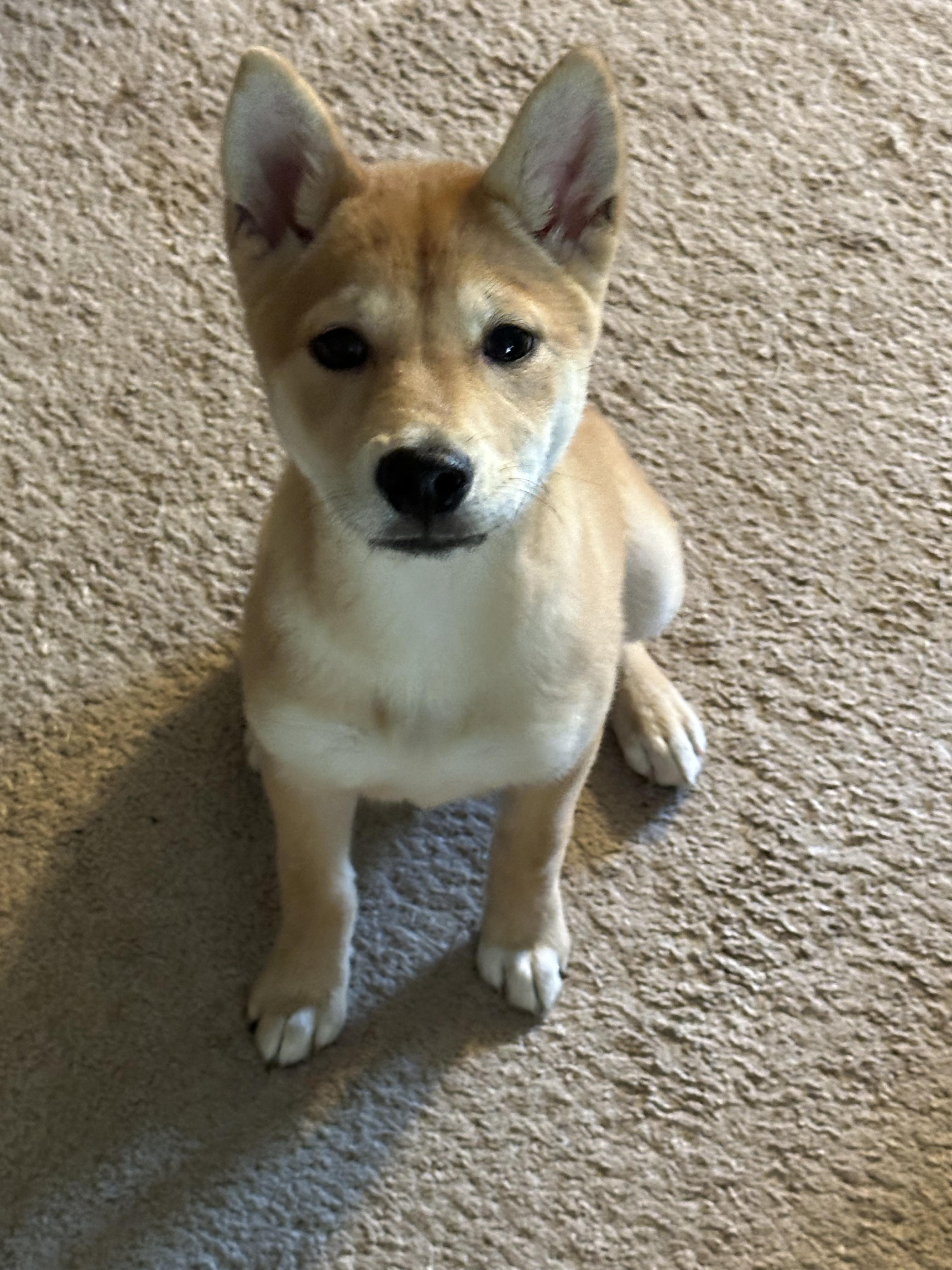 Enlarge Foxy Lady, a Adopted Shiba Inu in Wellsville, OH image 2/3