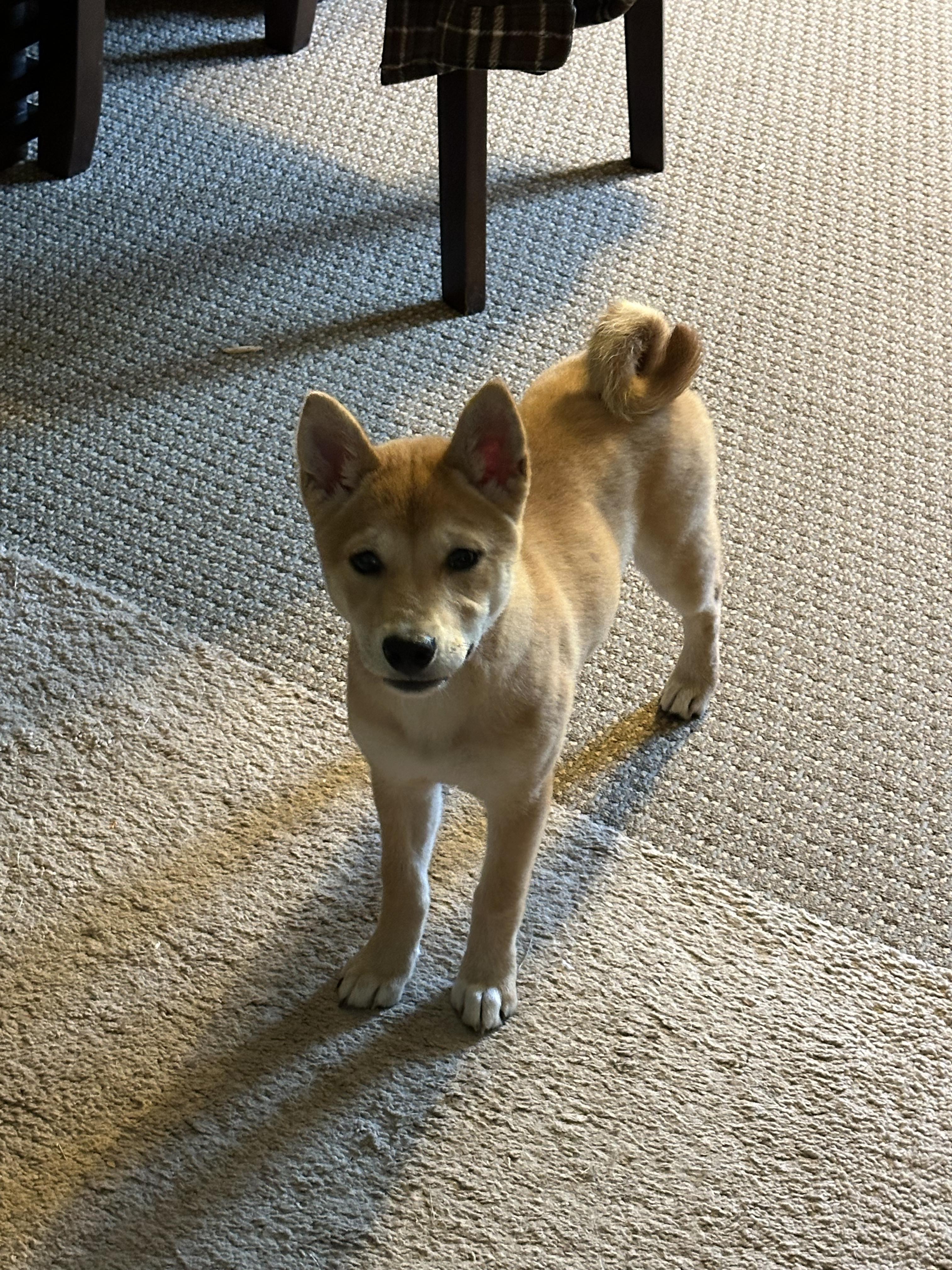 Enlarge Foxy Lady, a Adopted Shiba Inu in Wellsville, OH image 3/3