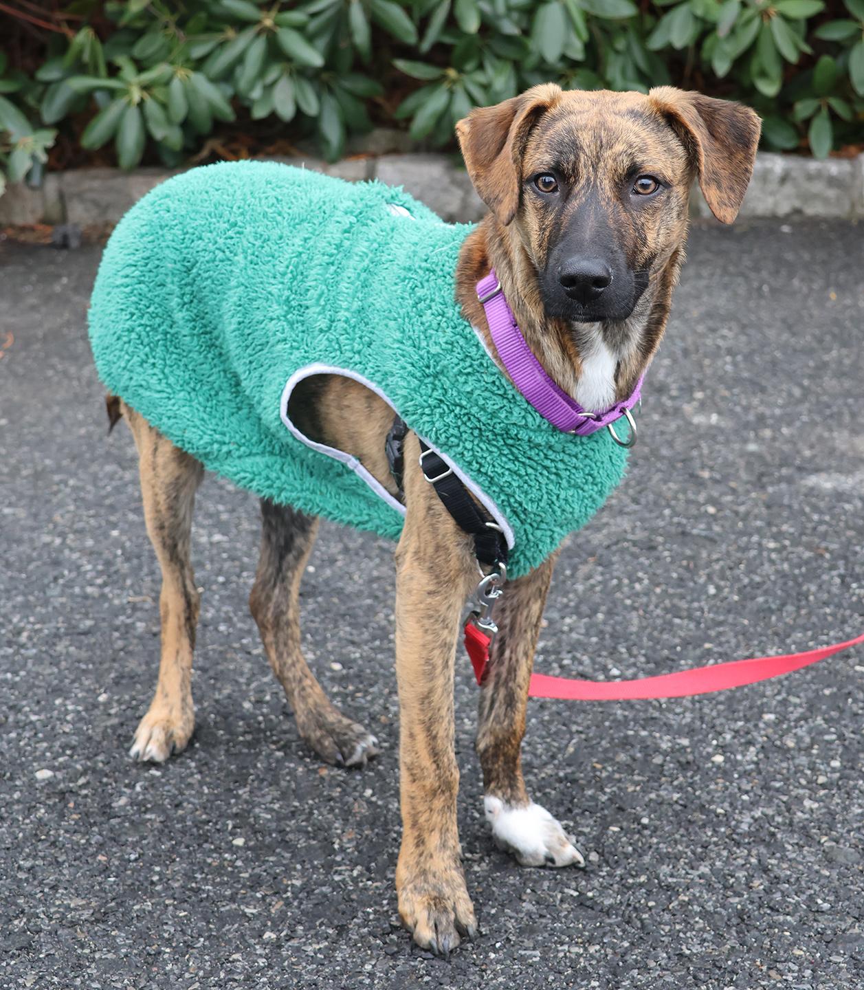 Enlarge Seven, a Adoptable mixed breed in Harrison, NY image 2/6