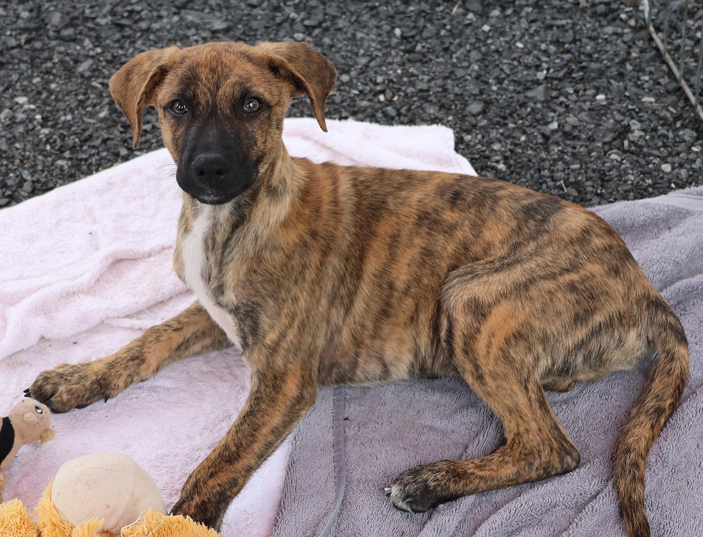Enlarge Seven, a Adoptable mixed breed in Harrison, NY image 4/4
