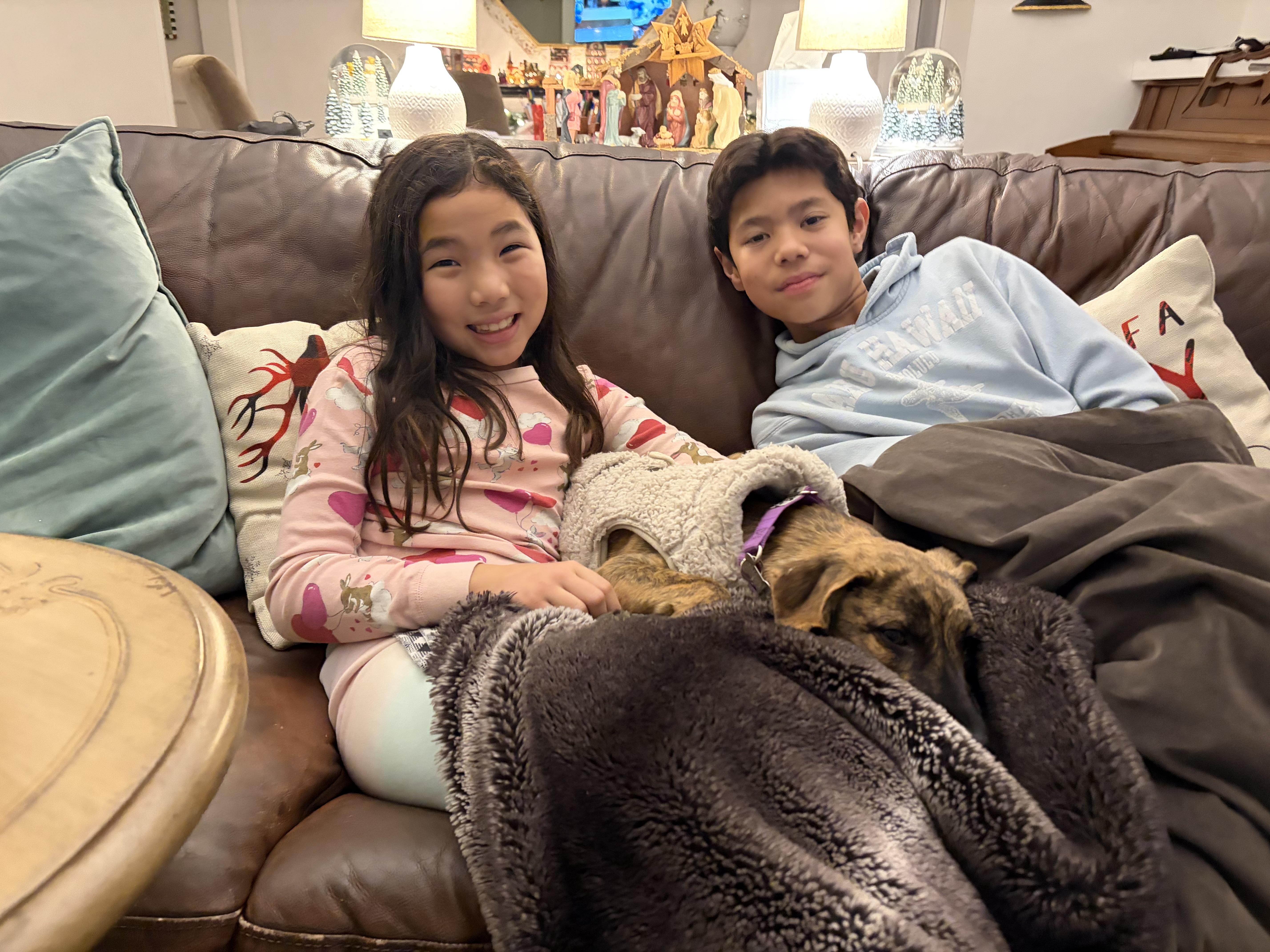 Enlarge Seven, a Adoptable mixed breed in Harrison, NY image 4/6