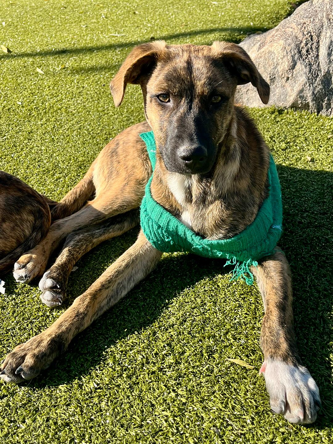 Enlarge Seven, a Adoptable mixed breed in Harrison, NY image 1/4