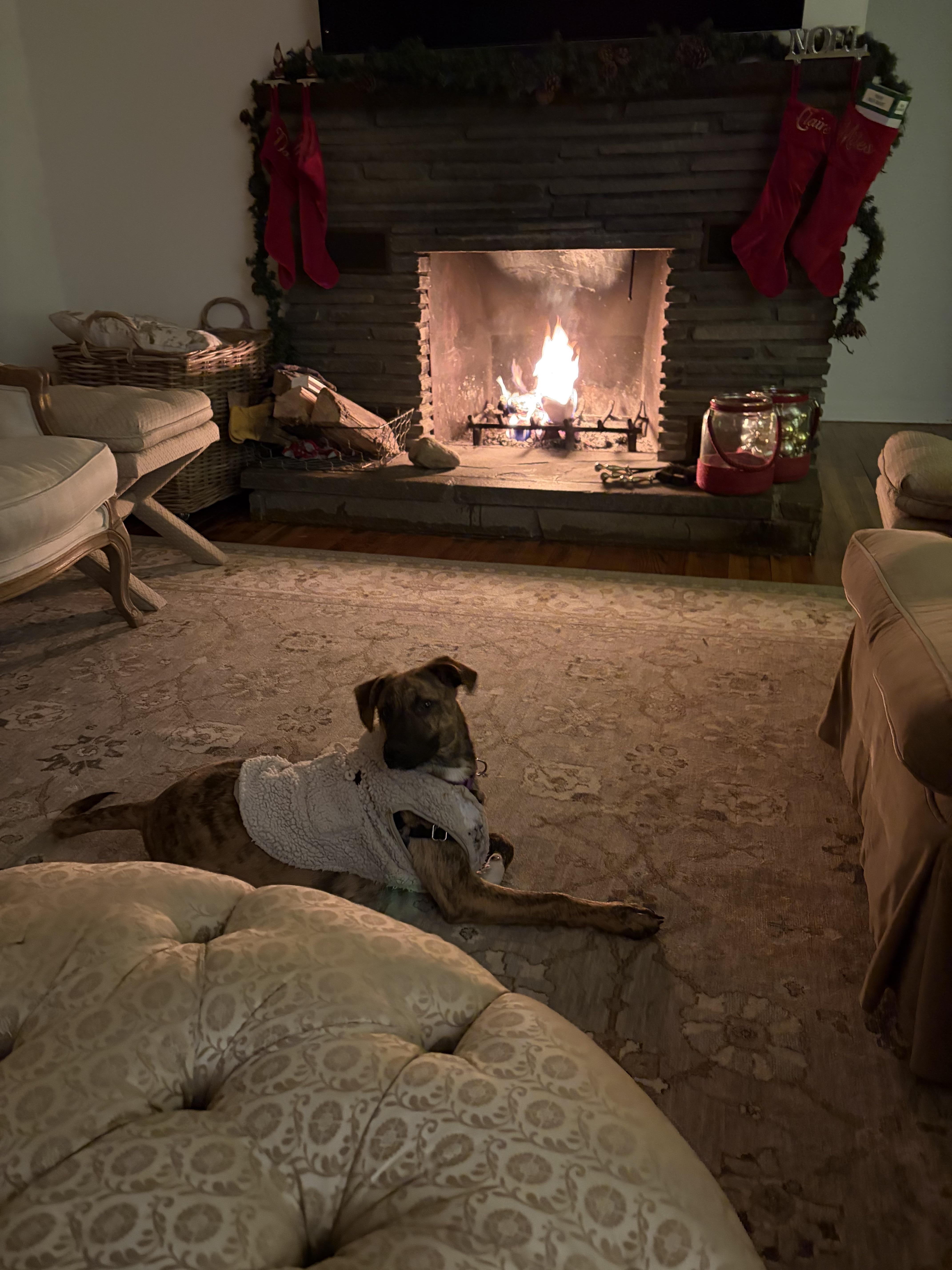 Enlarge Seven, a Adoptable mixed breed in Harrison, NY image 3/6