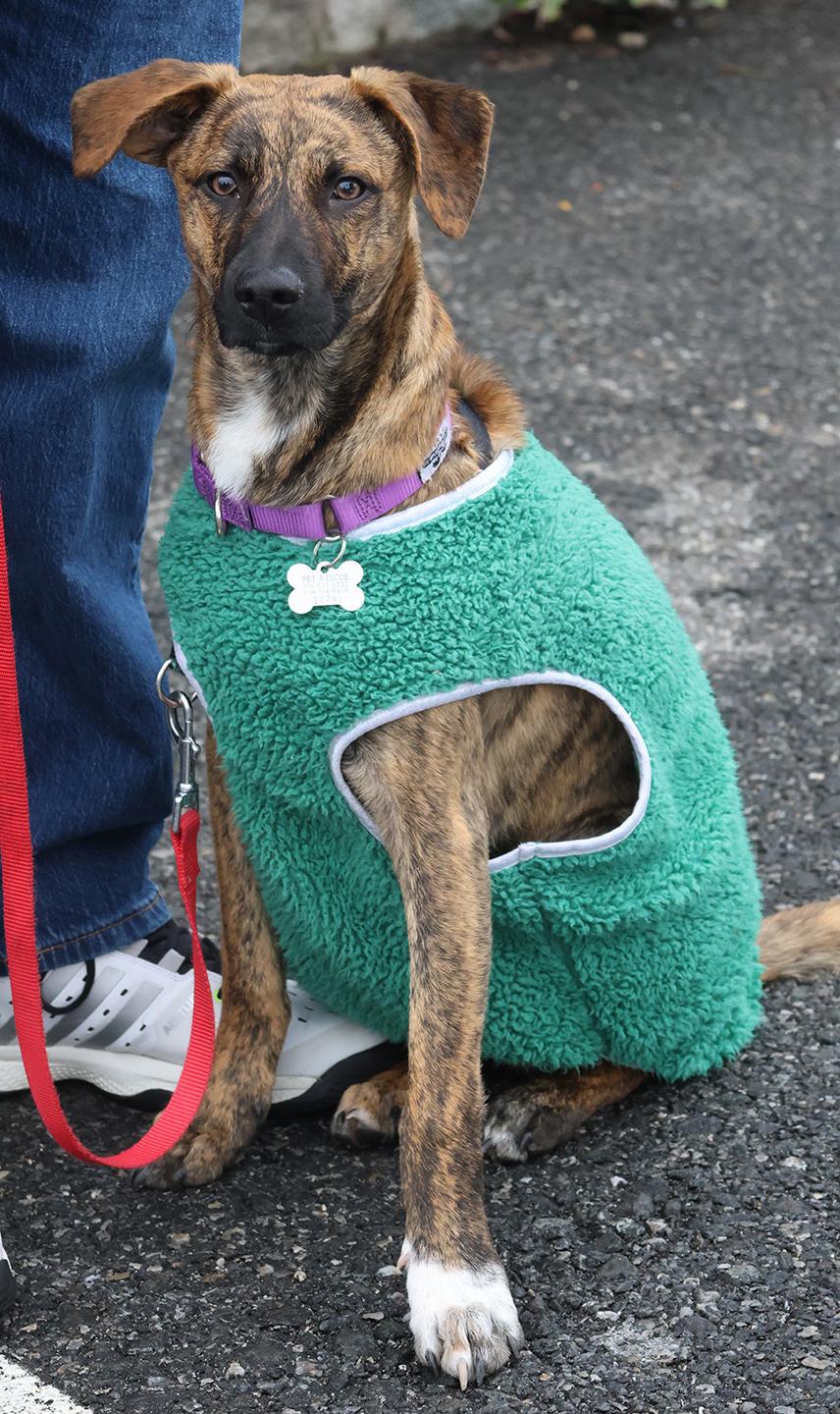 Enlarge Seven, a Adoptable mixed breed in Harrison, NY image 1/6