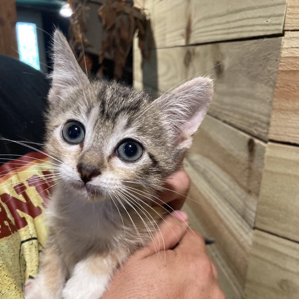 Socks Dyal-SG, Adoptable, Kitten Female Domestic Short Hair.