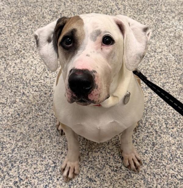 Pinky, Adoptable, Adult Female Hound & Pit Bull Terrier.