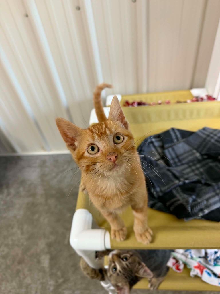 Jerry, Adoptable, Kitten Male Domestic Short Hair.