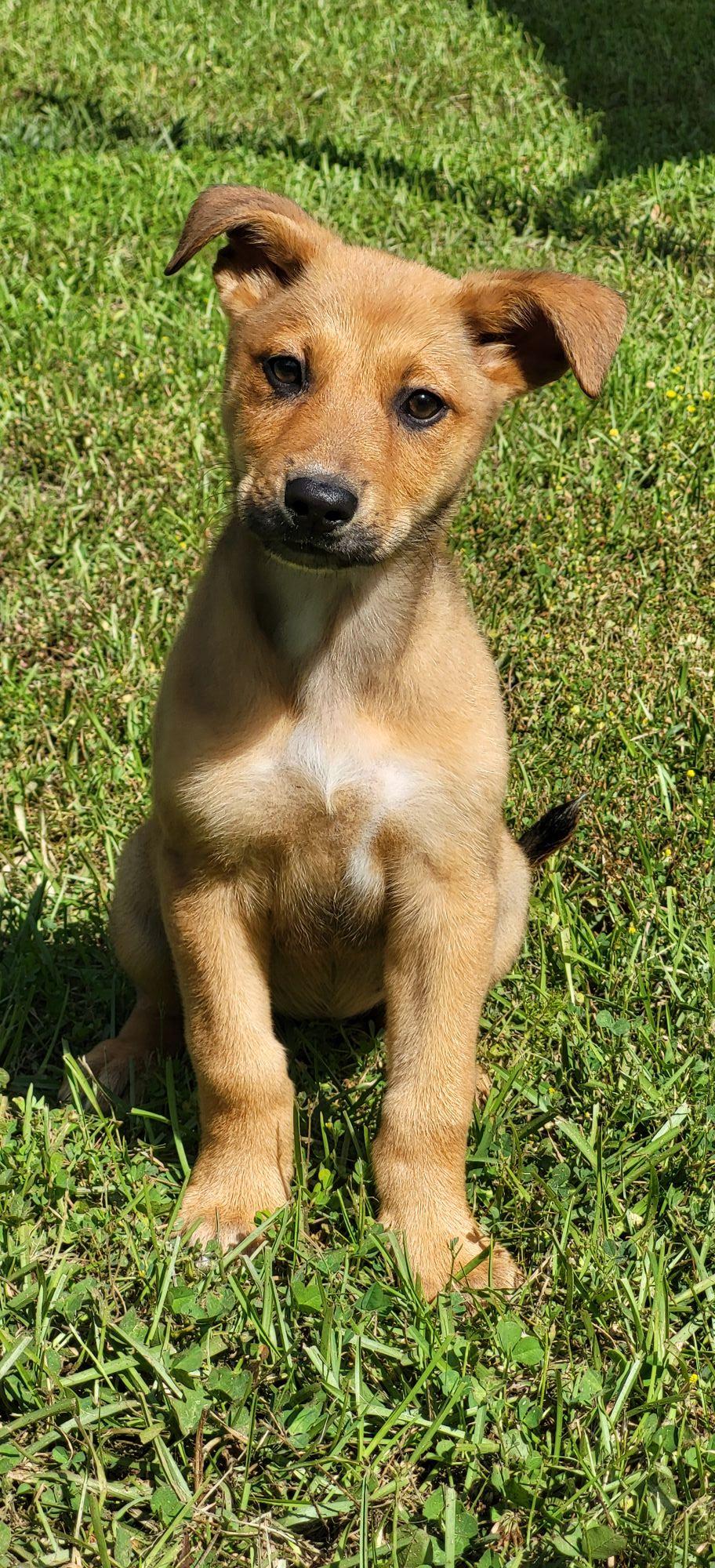 Enlarge Michelle, a ADOPTABLE Mixed Breed in Marion, MS image 1/1