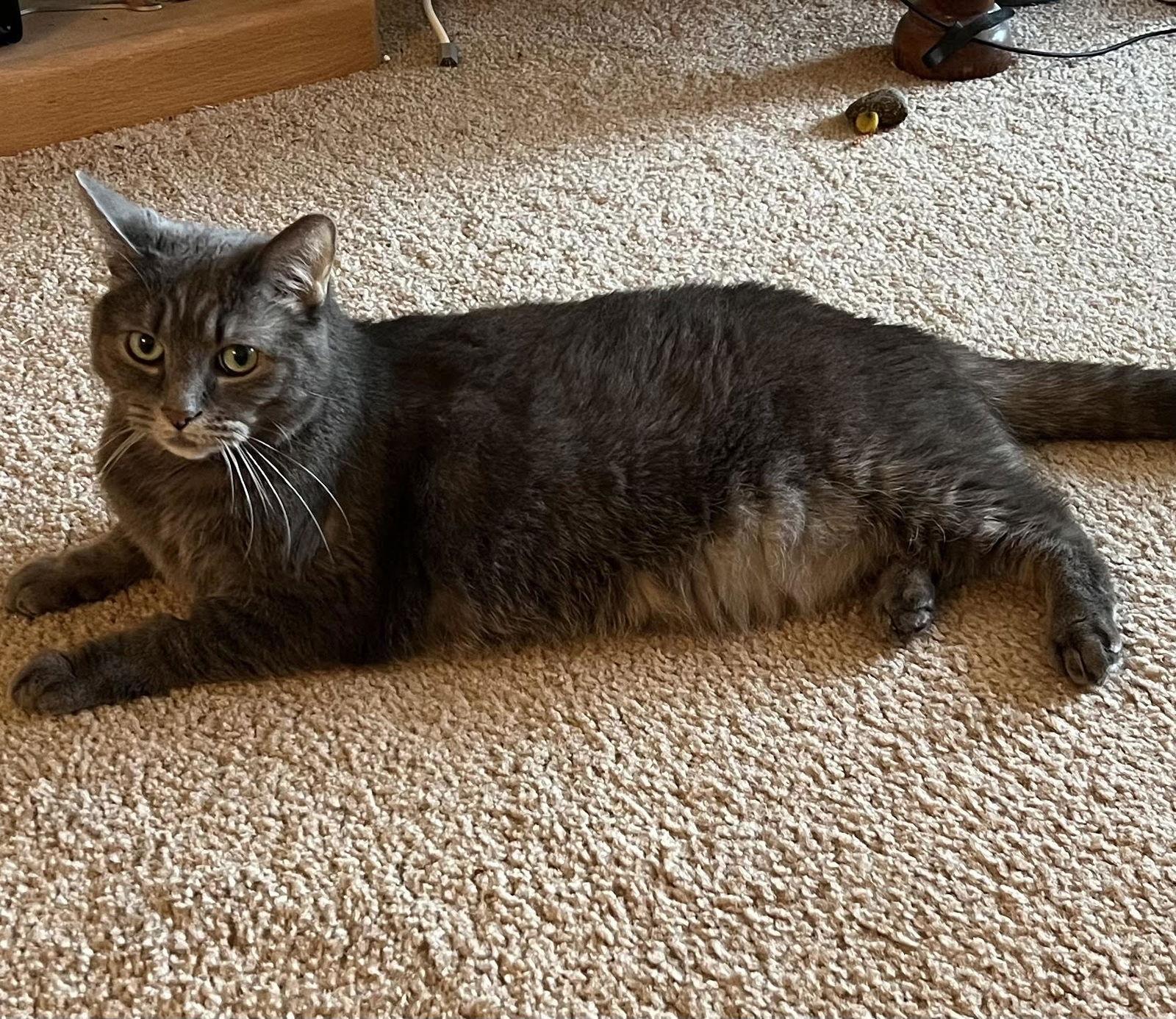 Enlarge Lillie, a Adoptable Domestic Short Hair in Minneapolis, MN image 2/3