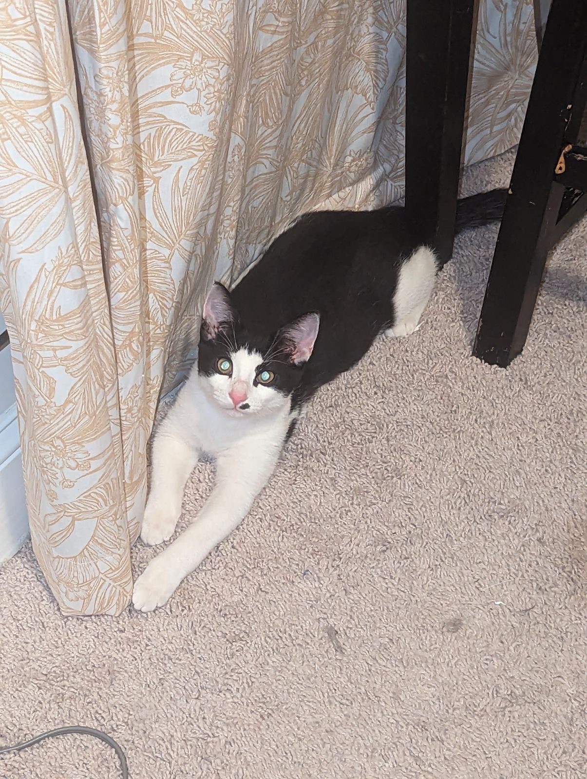 BooBoo, a Adoptable American Shorthair in Port Wentworth, GA image 1/6