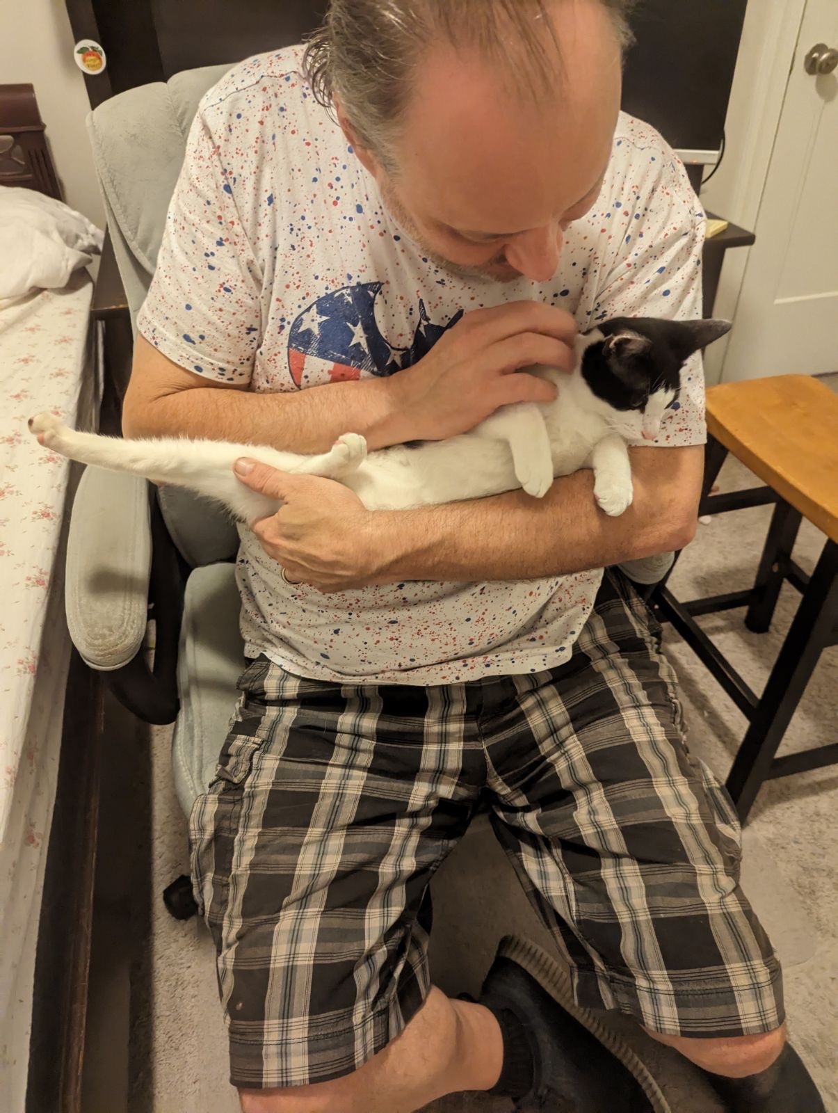 BooBoo, a Adoptable American Shorthair in Port Wentworth, GA image 2/6